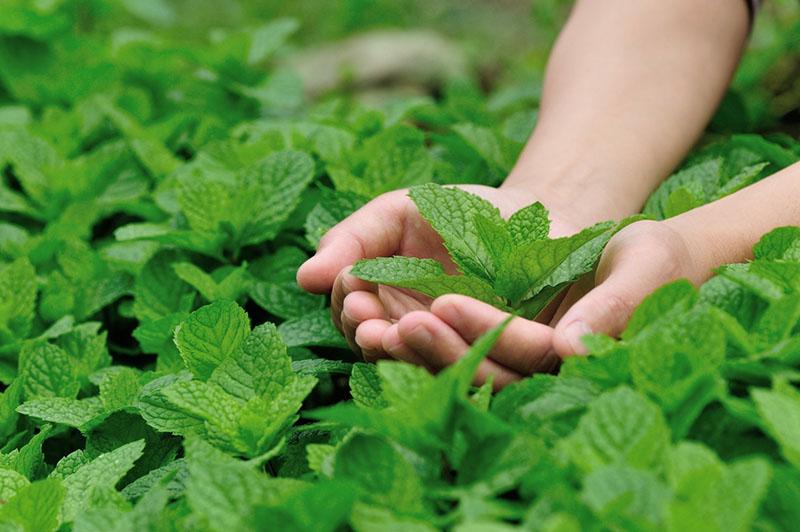 Propiedades beneficiosas de la menta bajo un microscopio.