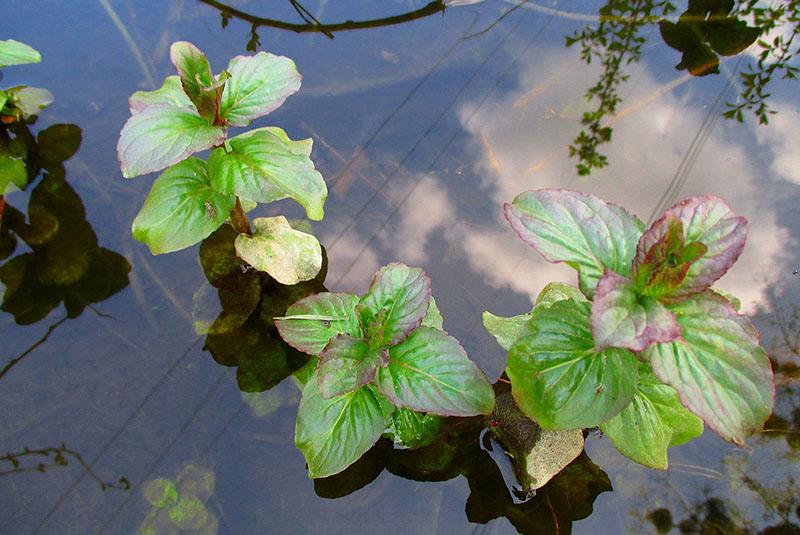 menta de agua