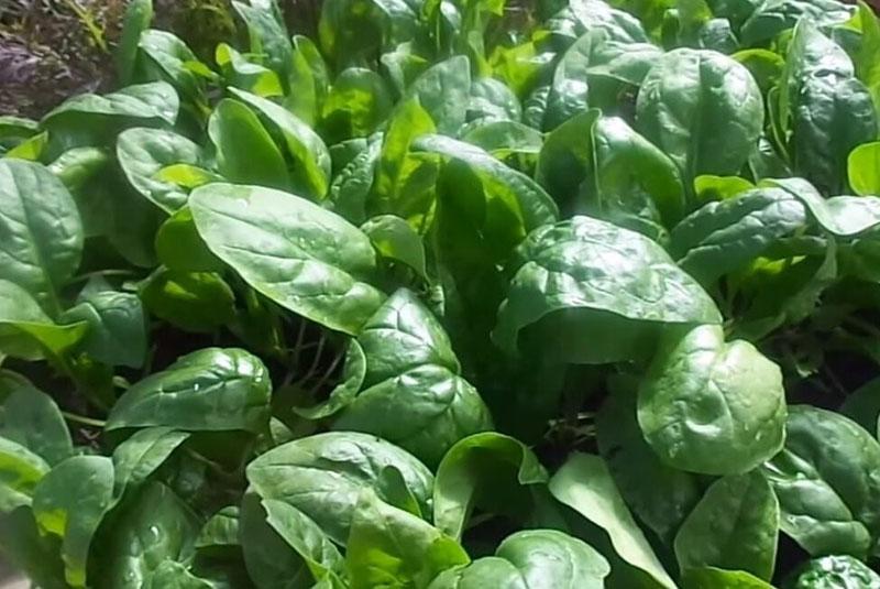 épinards sains dans le jardin