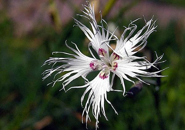 flor de clavel