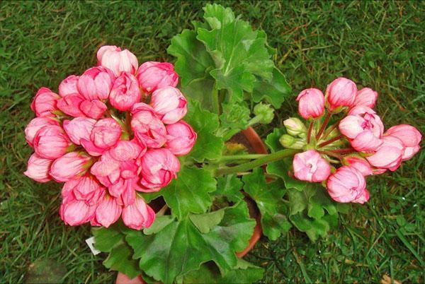 Tulipán Pelargonium Patricia Andrea