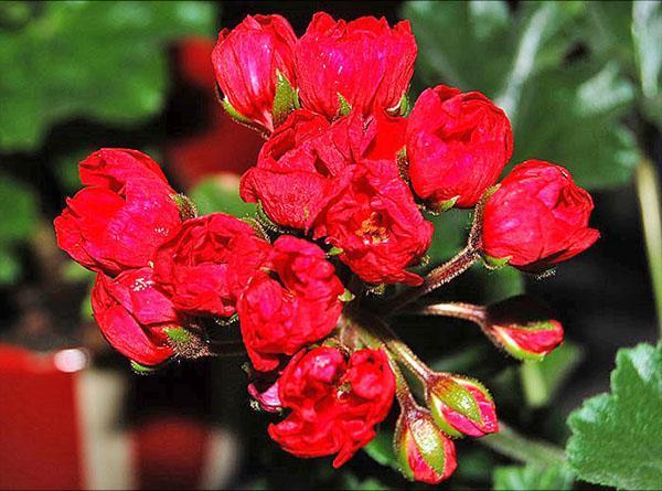 Inflorescencia de geranio de la variedad Lilian Andrea