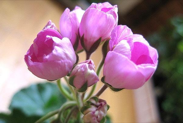 Flores de geranio Linnea Andrea