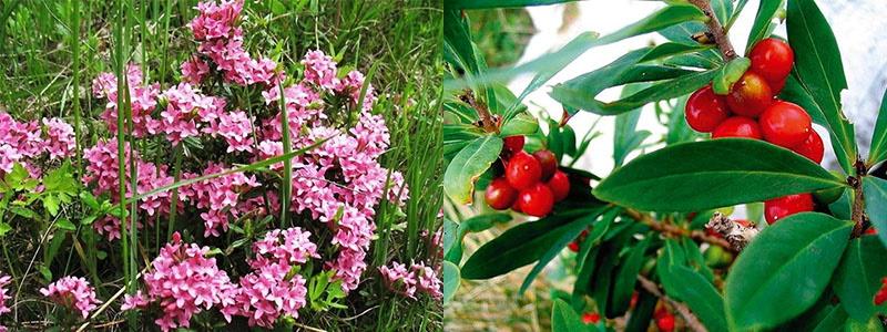 floraison et fruits du goji