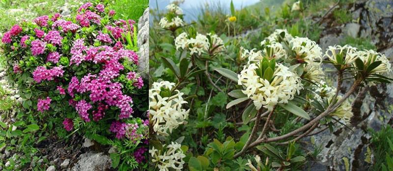 floraison de différentes variétés