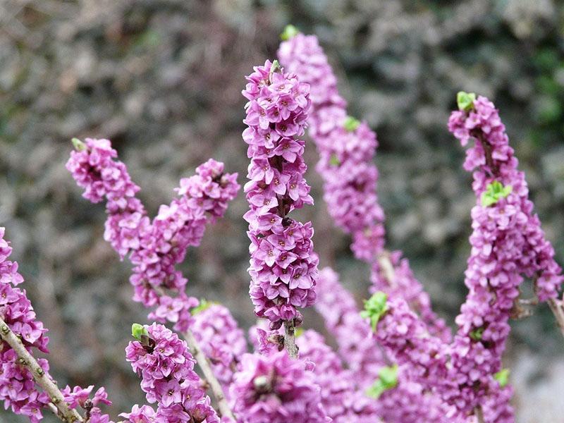 floraison luxuriante en mai