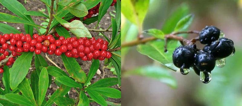 goji rouge et noir