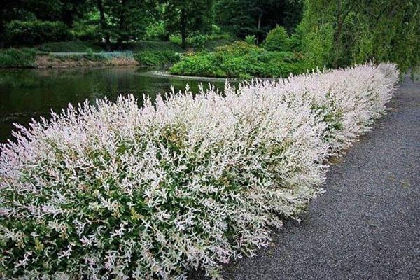 saule Hakuro Nishiki au bord du réservoir