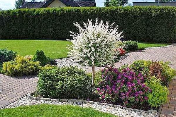 saule Hakuro Nishiki dans le parterre de fleurs