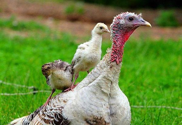 alimentar pavos jóvenes