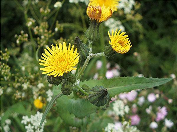 nous séchons les herbes pour la volaille