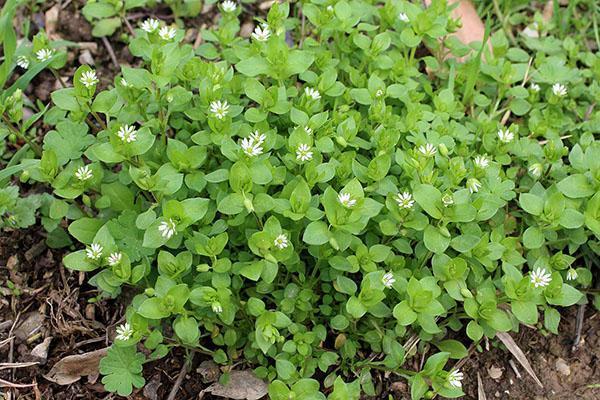 herbe succulente pour volaille