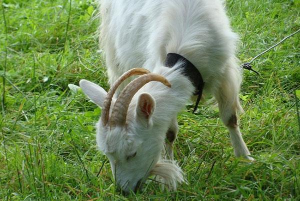 chèvre dans le pâturage