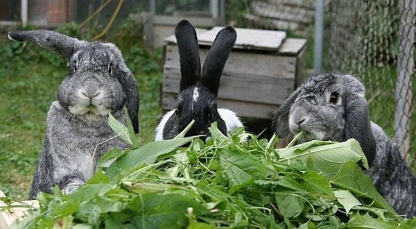 herbes pour lapins