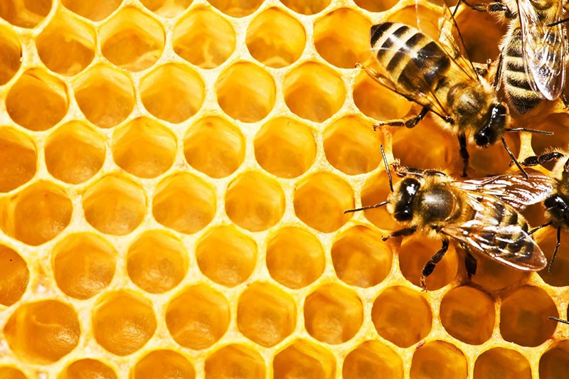 les abeilles construisent des nids d'abeilles