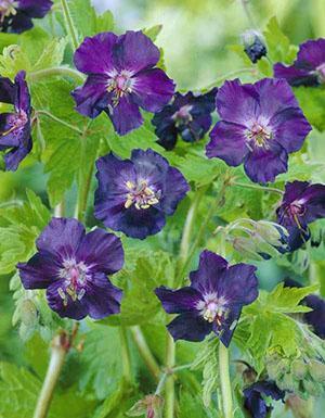 Fleurs de géranium inhabituelles