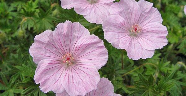 Le géranium de jardin se reproduit bien par graines.