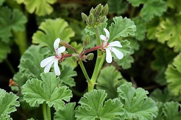 Para el invierno, los geranios del jardín se trasplantan a contenedores.