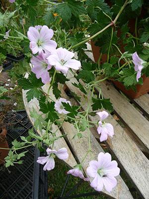 Lors de la transplantation, les plantes à système racinaire fermé s'enracinent mieux.