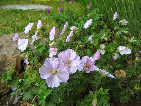 Pour que les géraniums fleurissent, il faut choisir le bon endroit