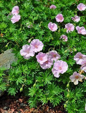 Avec des soins appropriés, les géraniums du jardin vous raviront avec une floraison luxuriante