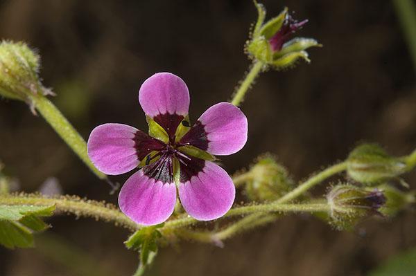 Fleur de géranium de jardin