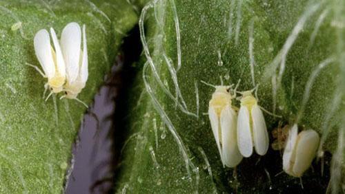 control de mosca blanca