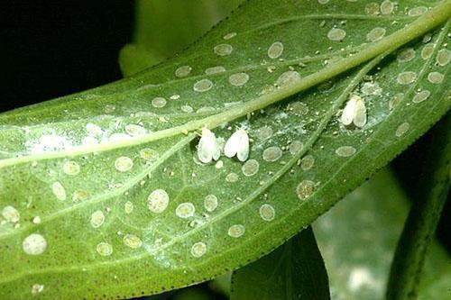 mosca blanca en las camas