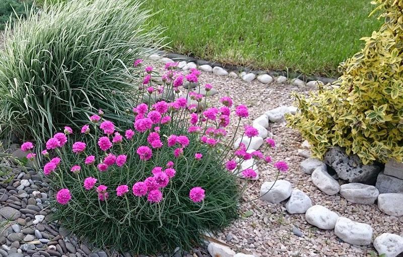 cuidando armeria en el jardín