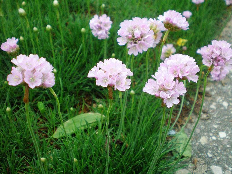 Armeria fleurit dans le parterre de fleurs