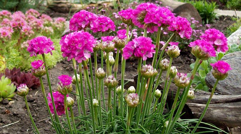 Armeria encantadora en el macizo de flores