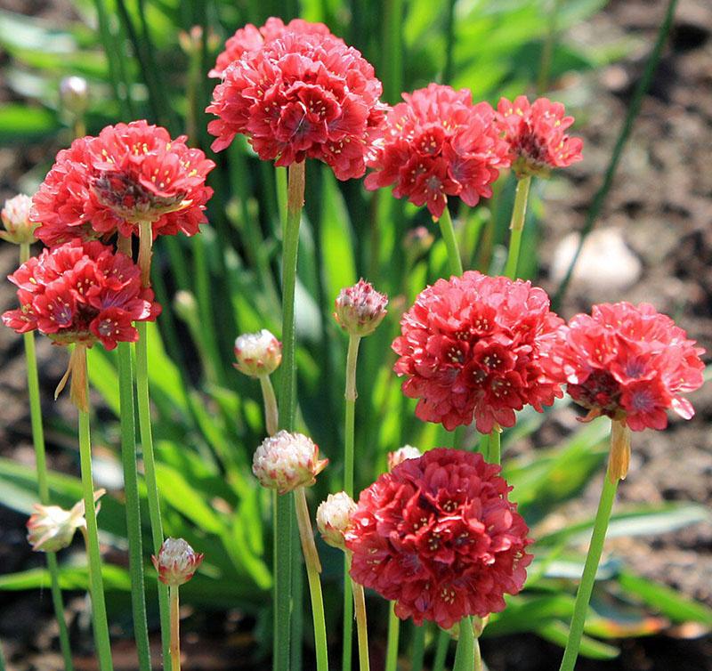 pseudoarmeria