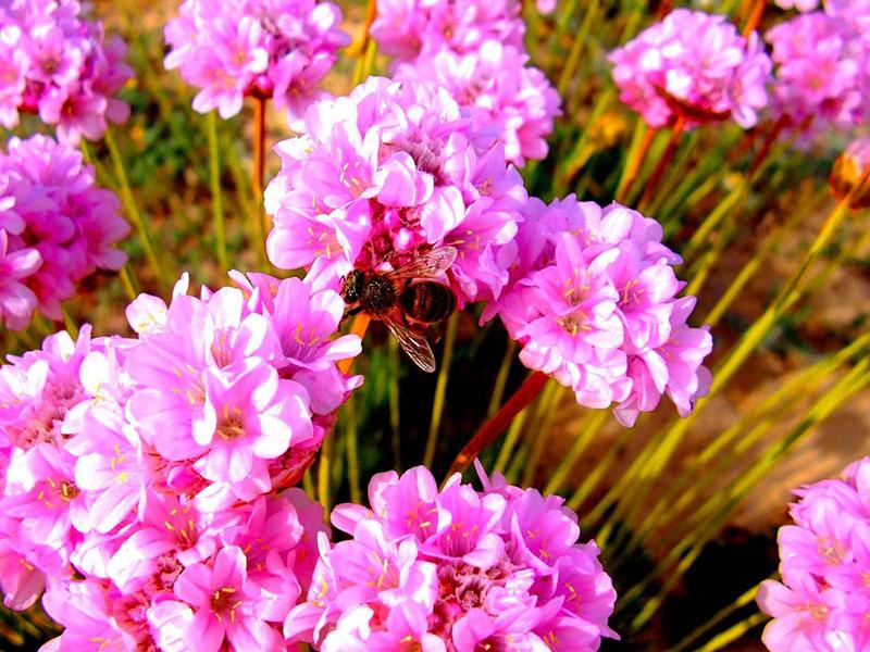 floraison luxuriante d'armeria