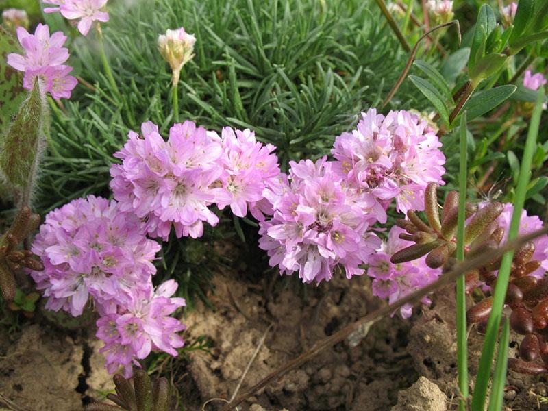 enebro armeria