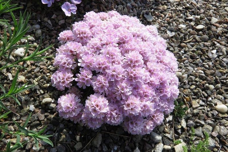 plantación y cuidado de armeria brillante