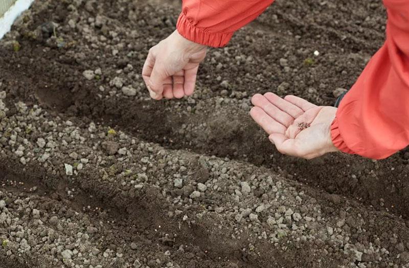 semer l'armeria en pleine terre