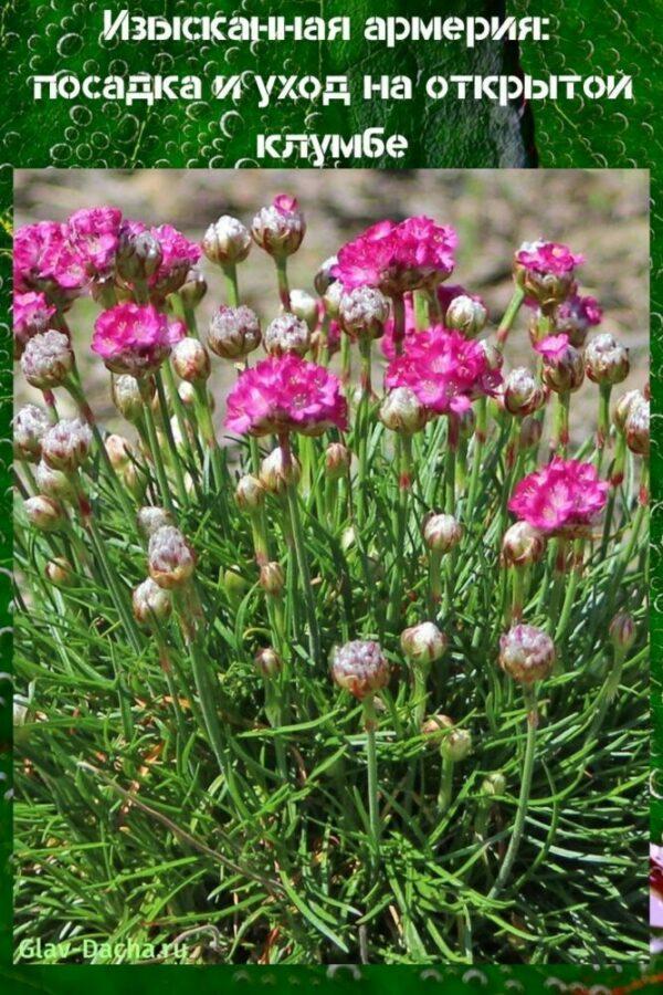 plantación y cuidado de armeria