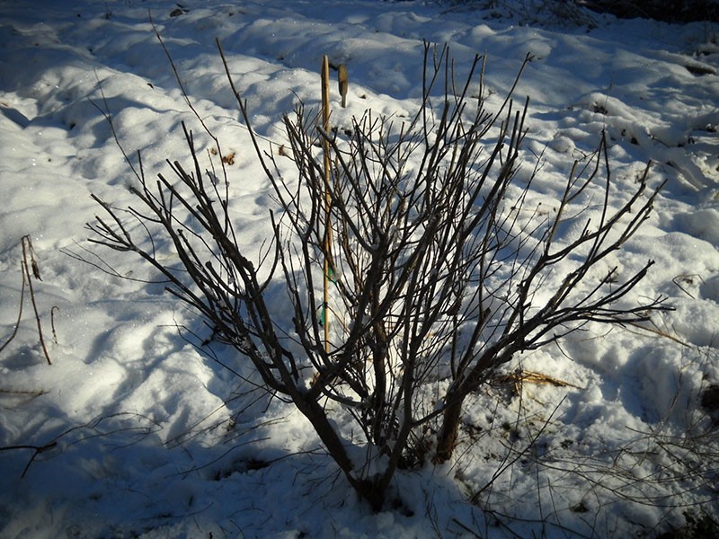 planta resistente al invierno