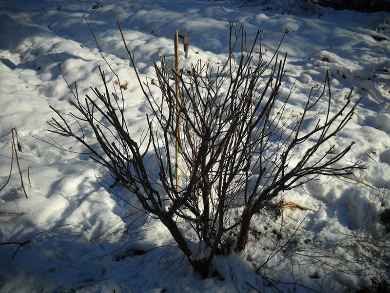 plante résistante à l'hiver