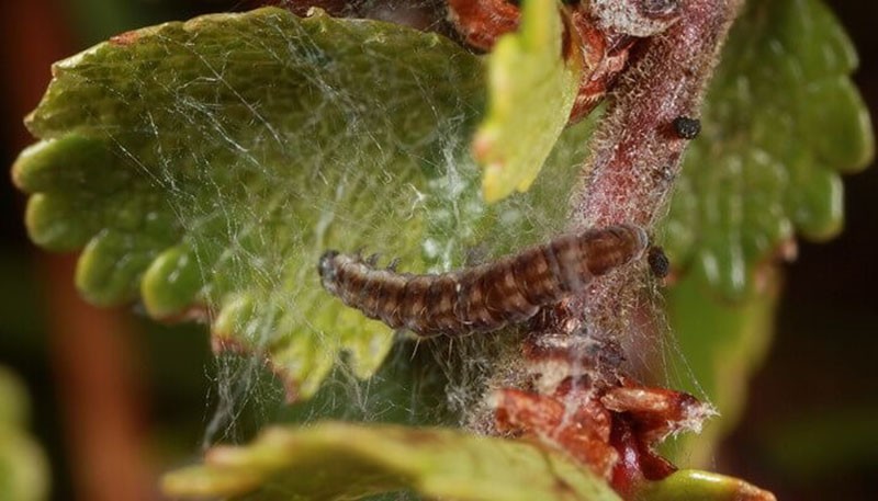 parasites sur le bouleau nain