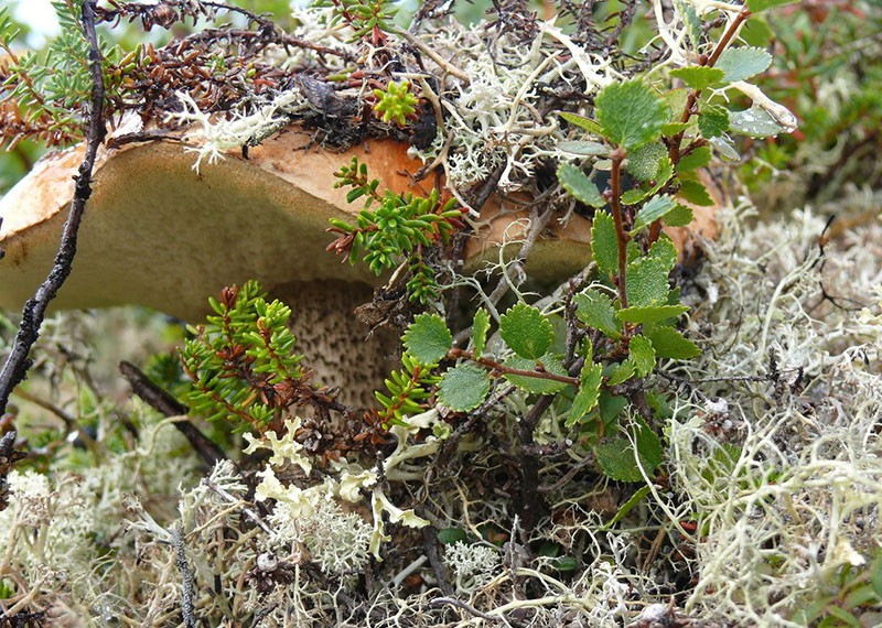 abedul enano en la naturaleza