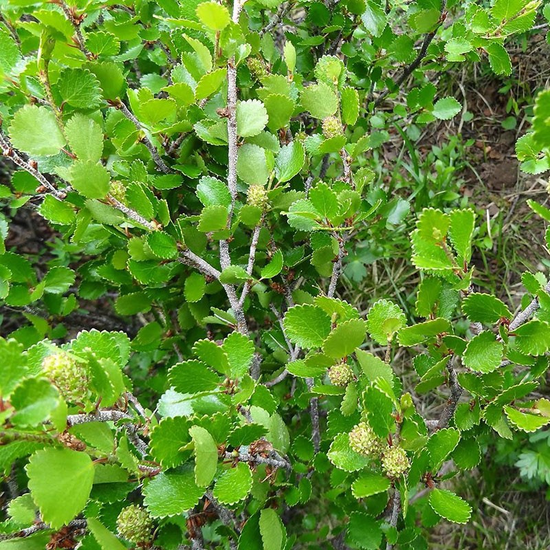 pequeñas nueces de abedul enano
