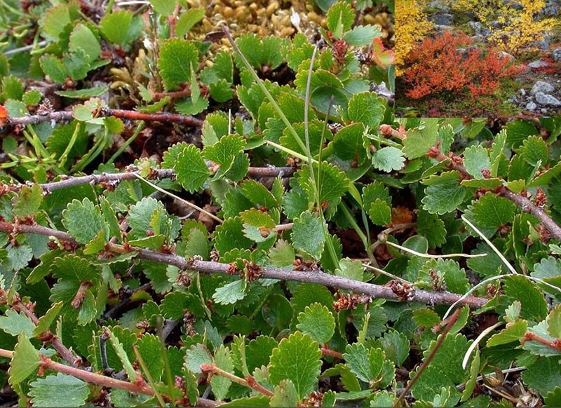 variétés de bouleau nain Nana