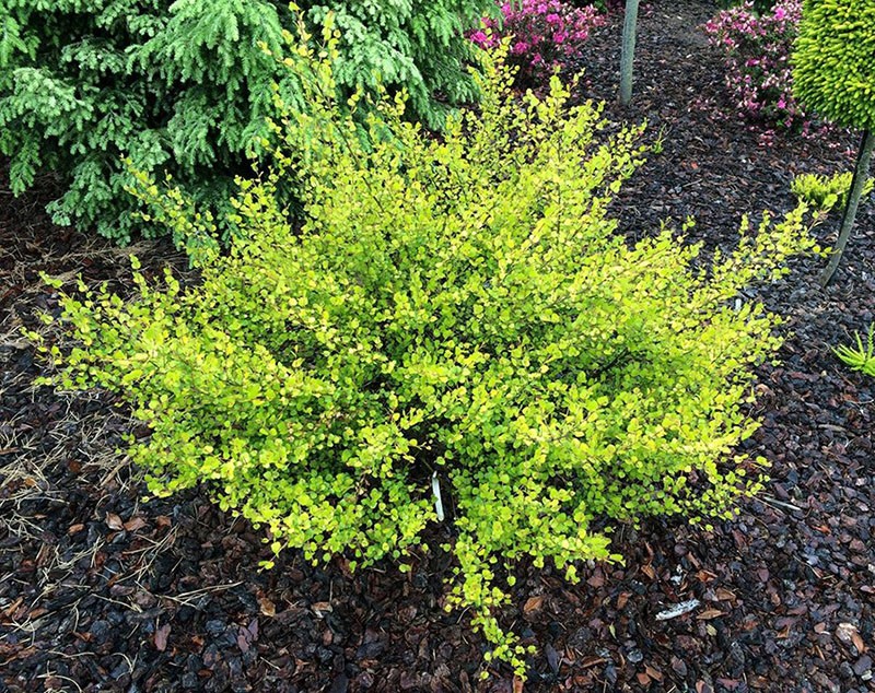 abedul enano variedad Golden
