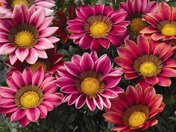 rose gazania hybride