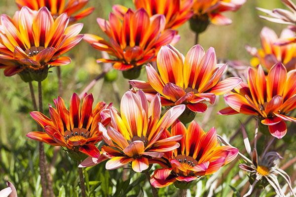 pavo real de gazania