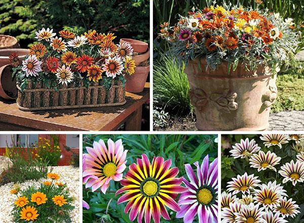 Gazania en aménagement paysager