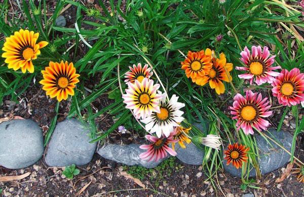 Gazania comme trottoir