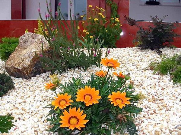 Inflorescencias brillantes de gazania.