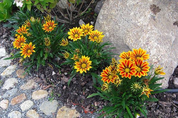 Gazania le long du chemin